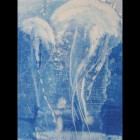 Jellyfish Pictures -Jelly Fish I